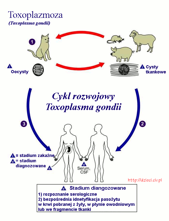Cykl rozwojowy Toxoplasma gondii